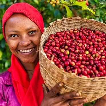 Ethiopian Coffee Farms